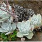 Dudleya Mix Succulents Garden Plants 20 PCS Seeds