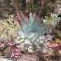 Dudleya Mix Succulents Garden Plants 20 PCS Seeds
