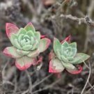 Dudleya pulverulenta Succulents Garden Plants 20 PCS Seeds
