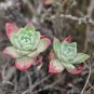 Dudleya pulverulenta Succulents Garden Plants 20 PCS Seeds