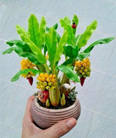 Dwarf Banana 30 PCS Seeds