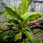 Dwarf Banana 30 PCS Seeds