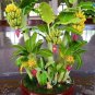 Dwarf Banana 30 PCS Seeds