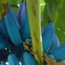 Dwarf Banana Blue Skin 100 PCS Seeds