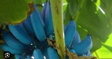 Dwarf Banana Blue Skin 100 PCS Seeds