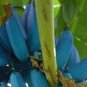 Dwarf Banana Blue Skin 100 PCS Seeds