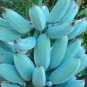 Dwarf Banana Blue Skin 100 PCS Seeds