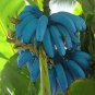 Dwarf Banana Blue Skin 100 PCS Seeds