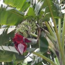 Dwarf Banana Mixed Varieties 100 PCS Seeds