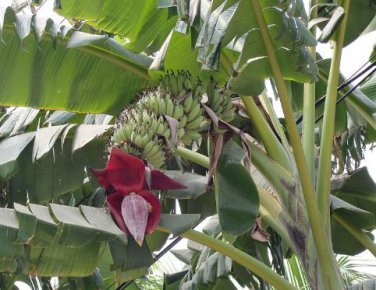 Dwarf Banana Mixed Varieties 100 PCS Seeds