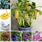 Dwarf Banana Mixed Varieties 100 PCS Seeds