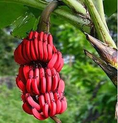 Dwarf Banana Seed Greenish Red Skin 100 PCS Seeds