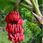 Dwarf Banana Seed Greenish Red Skin 100 PCS Seeds