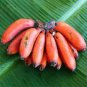 Dwarf Banana Seed Greenish Red Skin 100 PCS Seeds
