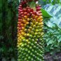 Dwarf Banana Seed Greenish Red Skin 100 PCS Seeds