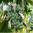 Dwarf Banana Seeds Apple Green Skin 100 PCS Seeds Dwarf Banana Seeds Apple Green Skin 100 PCS Seeds