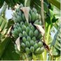 Dwarf Banana Seeds Apple Green Skin 100 PCS Seeds