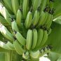 Dwarf Banana Seeds Apple Green Skin 100 PCS Seeds