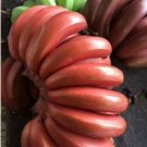Dwarf Banana Seeds Dark Red Skin 100 PCS Seeds
