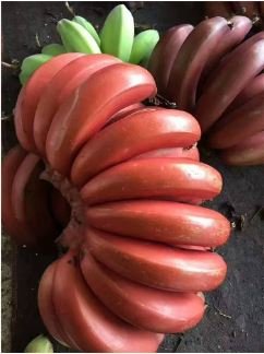 Dwarf Banana Seeds Dark Red Skin 100 PCS Seeds