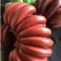 Dwarf Banana Seeds Dark Red Skin 100 PCS Seeds