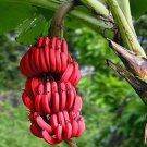 Dwarf Banana Seeds Pink Skin 100 PCS Seeds Dwarf Banana Seeds Pink Skin 100 PCS Seeds