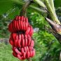 Dwarf Banana Seeds Pink Skin 100 PCS Seeds