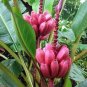 Dwarf Banana Seeds Pink Skin 100 PCS Seeds