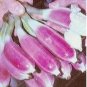 Dwarf Banana Seeds Pink Skin 100 PCS Seeds