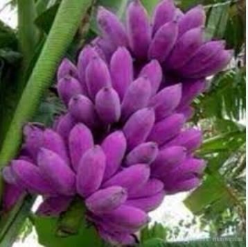 Dwarf Banana Seeds Purple Skin 100 PCS Seeds