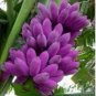 Dwarf Banana Seeds Purple Skin 100 PCS Seeds