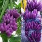 Dwarf Banana Seeds Purple Skin 100 PCS Seeds