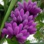 Dwarf Banana Seeds Purple Skin 100 PCS Seeds