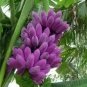 Dwarf Banana Seeds Purple Skin 100 PCS Seeds