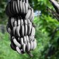 Dwarf Banana Seeds White Skin 100 PCS Seeds