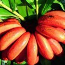 Dwarf Banana Tree 100 PCS Seeds