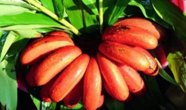 Dwarf Banana Tree 100 PCS Seeds