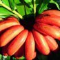 Dwarf Banana Tree 100 PCS Seeds