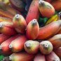 Dwarf Banana Tree 100 PCS Seeds