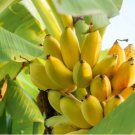 Dwarf Banana Tree Seeds Hybrid Fruits 100 PCS Seeds