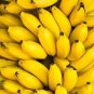 Dwarf Banana Tree Seeds Hybrid Fruits 100 PCS Seeds