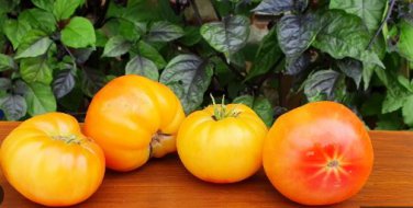 Dwarf Big Yellow Tomato 'Nong Xin' Organic 250 PCS Seeds