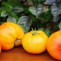 Dwarf Big Yellow Tomato 'Nong Xin' Organic 250 PCS Seeds