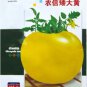 Dwarf Big Yellow Tomato 'Nong Xin' Organic 250 PCS Seeds