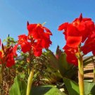 Dwarf Bonsai Canna Lily Outdoor 100 PCS Seeds