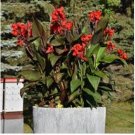 Dwarf Bonsai Canna Lily Outdoor Tropical Bronze Scarlet Foliage 100 PCS Seeds