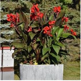 Dwarf Bonsai Canna Lily Outdoor Tropical Bronze Scarlet Foliage 100 PCS Seeds