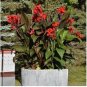 Dwarf Bonsai Canna Lily Outdoor Tropical Bronze Scarlet Foliage 100 PCS Seeds