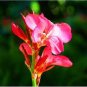Dwarf Bonsai Canna Lily Outdoor Tropical Bronze Scarlet Foliage 100 PCS Seeds