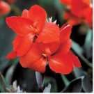 Dwarf Bonsai Canna Lily Outdoor Tropical Bronze Scarlet Foliage Perennial 100 PCS Seeds